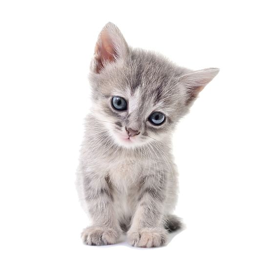 Stenska nalepka - Kitten