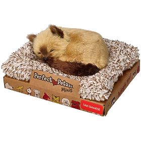 Perfect Petzzz Majhen sijamski mucek