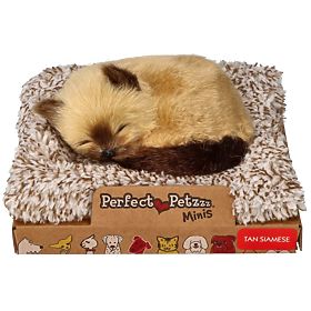 Perfect Petzzz Majhen sijamski mucek